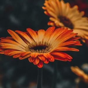 Meet your Posher, Adamary